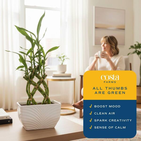 Costa Farms Grower's Choice Braided Lucky Bamboo Indoor Plant 5.5 in. White  Decor Planter, Avg. Shipping Height 1-2 ft.Tall BAMWVBRGALIWHSQ - The Home  Depot