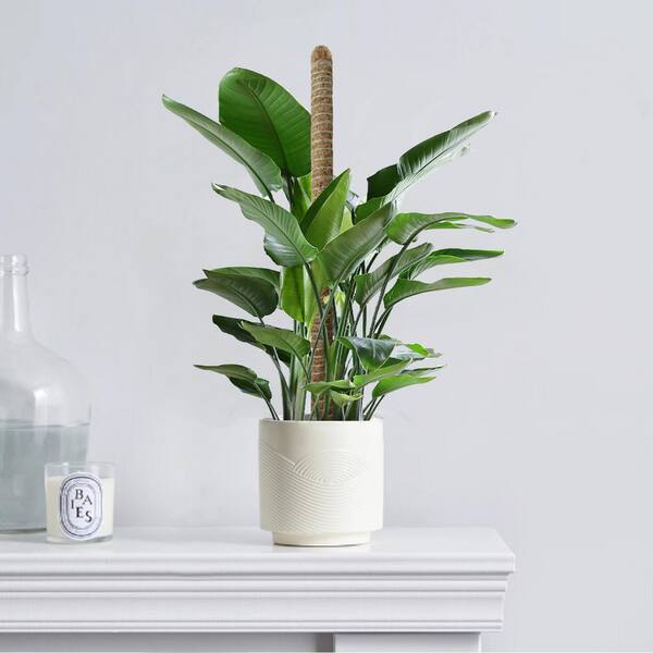 propagating heart leaf philodendron Philodendron Brazil Cuttings | Heartleaf Philodendron & Marble Queen Pothos  Cuttings