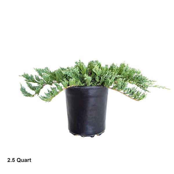 2.5 qt. Blue Rug Juniper (Juniperus Horizontalis) Creeping, Low Growing, Evergreen Shrub with Silver-Blue Foliage