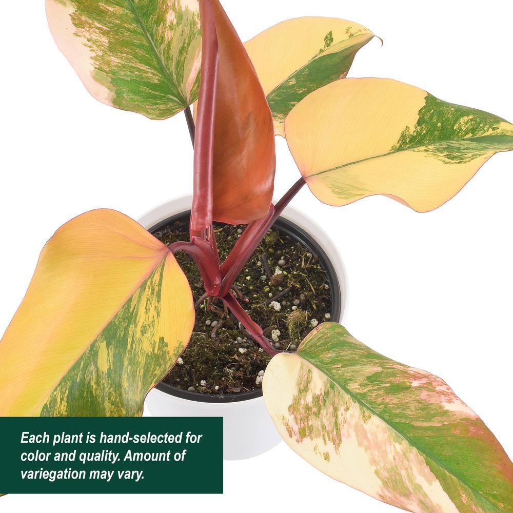 6" Strawberry Shake Philodendron in White Planter
