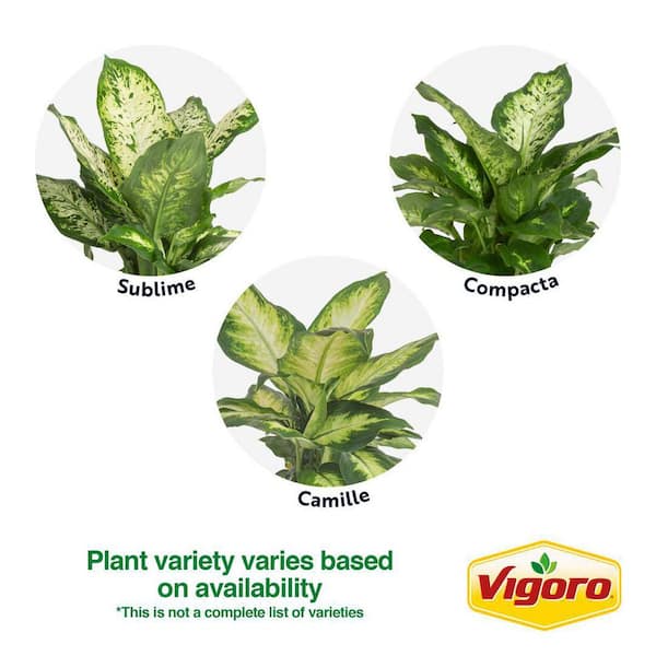 Vigoro Dieffenbachia Indoor Plant in 6 in. White Ribbed Plastic Decor Planter, Avg. Shipping Height 1-2 ft. Tall (2-Pack)