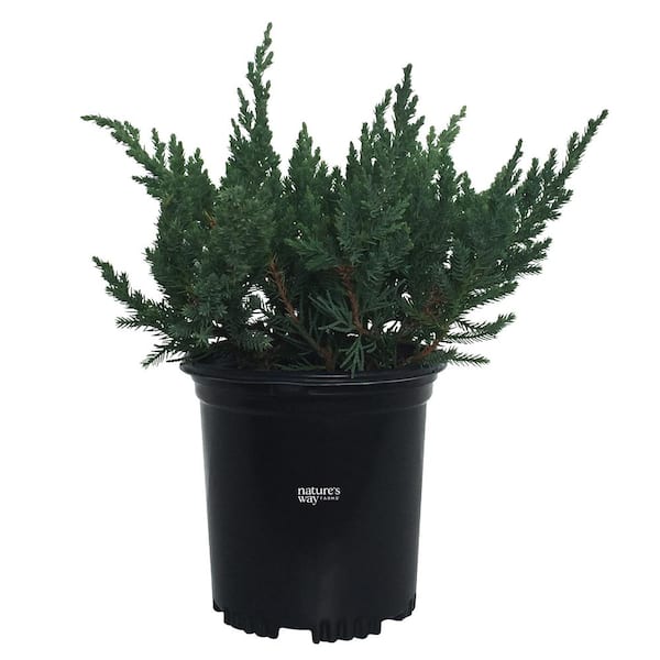 NATURE'S WAY FARMS juniper parsonii Live Outdoor Plant in Growers Pot Avg Shipping Height 1 ft. to 2 ft. Tall