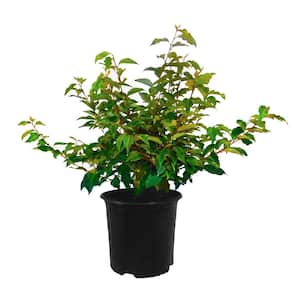 2.25 Gal. Elaeagnus Plant with Green-Silvery Foliage