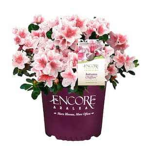 3 Gal. Encore Autumn Chiffon Azalea Shrub with Bi-Color Pink Reblooming Flowers