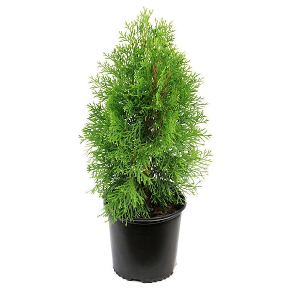 national PLANT NETWORK 1 gal. Arborvitae Emerald Green Shrub (2