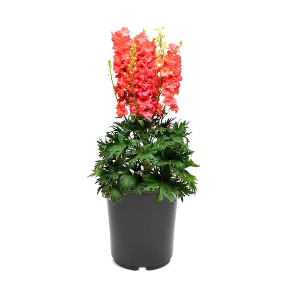Unbranded 2.5 qt. Perennial Delphinium e. Red Lark (1-Pack)