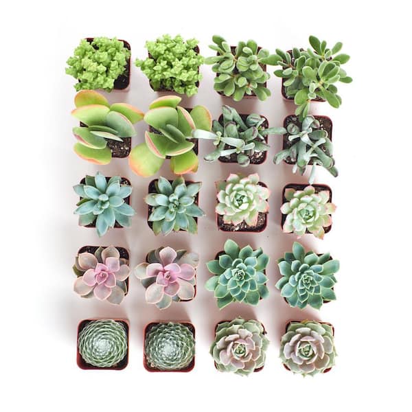 purple plant pot PURPLE CERAMIC PLANTER - PURPLE FLOWER POT main image 1