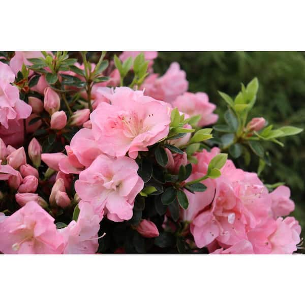 PROVEN WINNERS 4.5 in. qt. Perfecto Mundo Pink Carpet Reblooming Azalea (Rhododendron x), Shrub with Pink Flowers