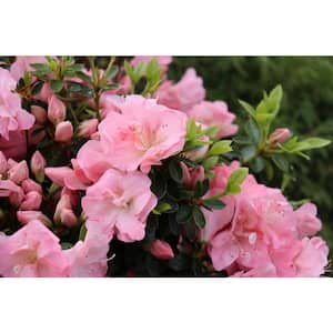 4.5 in. qt. Perfecto Mundo Pink Carpet Reblooming Azalea (Rhododendron x), Shrub with Pink Flowers