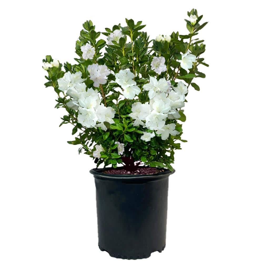 1 Gal. Delaware Valley White Azalea Shrub with White Flowers and Green ...