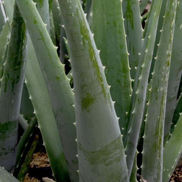 aloe for hair growth Aloe Vera Shampoo