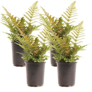 1 gal. Autumn Fern Perennial Plant (4-Pack)