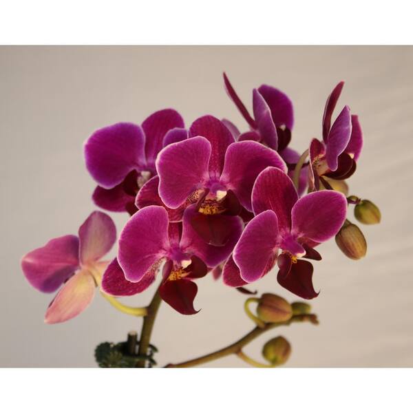 Unbranded Luna River 3.5 in. Bio Pot Purple Phalaenopsis Orchid