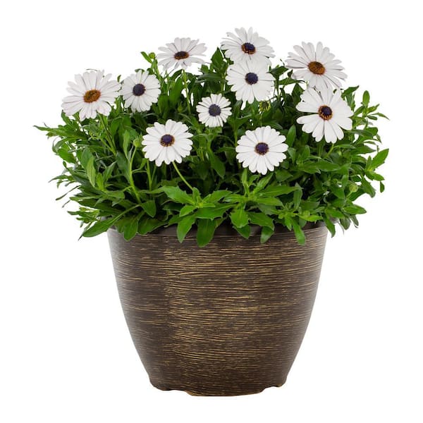 Vigoro 2 Gal. Osteospermum African Daisy Margarita White in Decorative Planter Annual Plant (1-Pack)