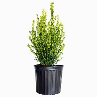 2.5 Gal - Wintergreen Boxwood, Live Shrub Plant, Glossy Dark Green Foliage