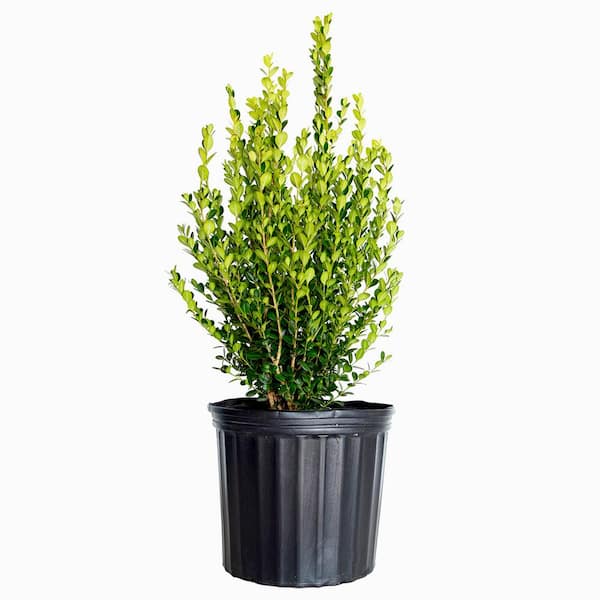 3 Gal. Wintergreen Boxwood, Live Shrub Plant, Glossy Dark Green Foliage