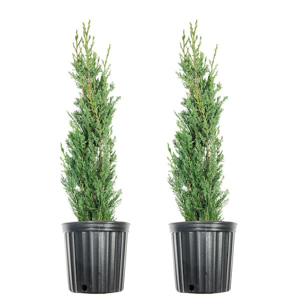 Unbranded 1 ft.- 2 ft. Italian Cypress (2-Pack)