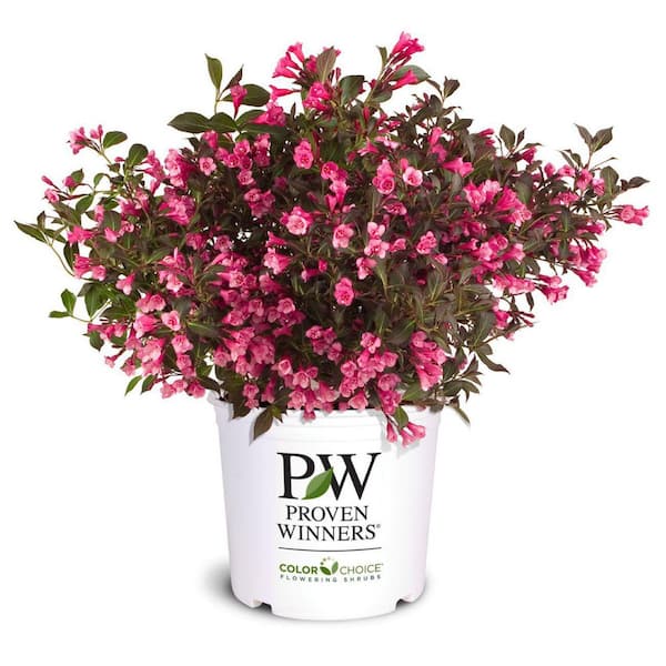 2 Gal. Wine & Roses Weigela Live Shrub with Pink Flowers and Deep Purple Foliage