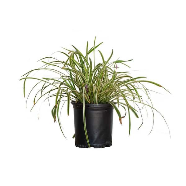 FLOWERWOOD 2.5 Qt. Variegated Liriope - Live Groundcover Grass