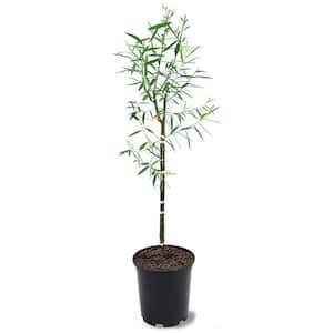 1 Gal. Weeping Willow Deciduous Tree
