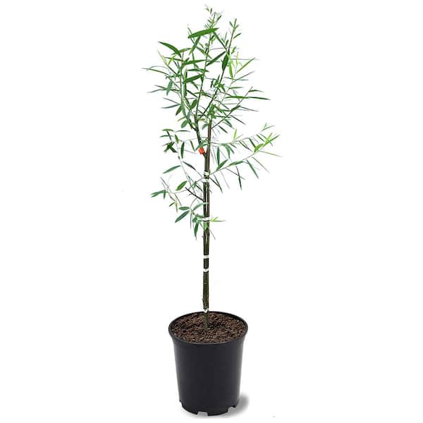 Unbranded 1 Gal. Weeping Willow Deciduous Tree