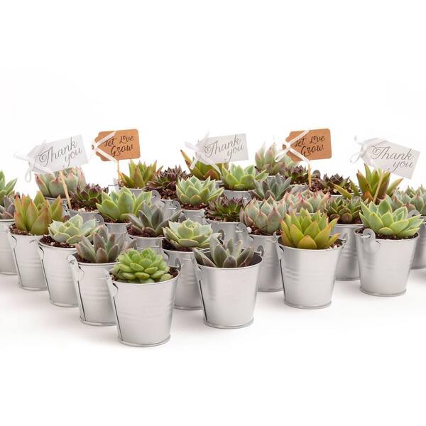 2 in. Wedding Event Rosette Succulents Plant with Silver Metal Pails and Thank You Tags (140-Pack)