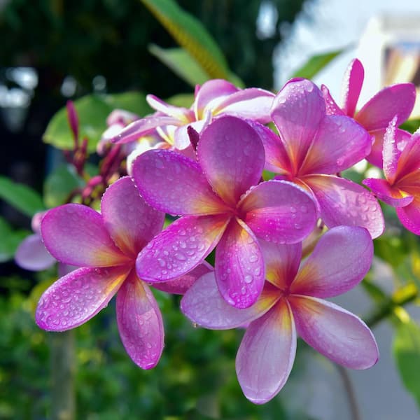 national PLANT NETWORK 1 gal. Plumeria Violet Plant with Purple Flowers