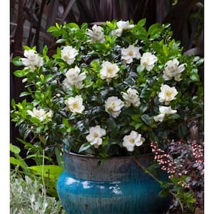 2 Gal. Jubilation Gardenia, Live Evergreen Shrub, White Fragrant Blooms