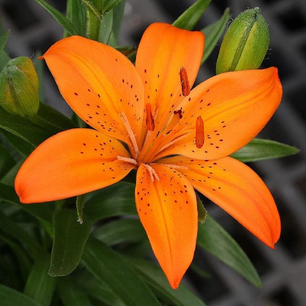 Vigoro 2.5 Qt. Orange Asiatic Lily Double You Perennial Plant