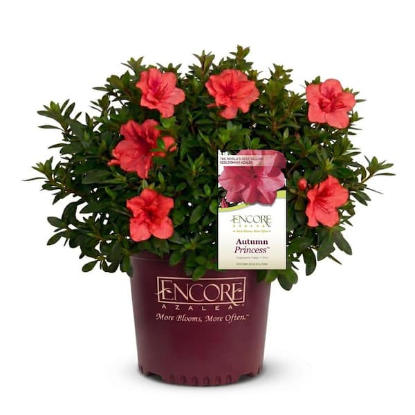 ENCORE AZALEA 3 Gal. Autumn Princess Azalea Bush with Reblooming