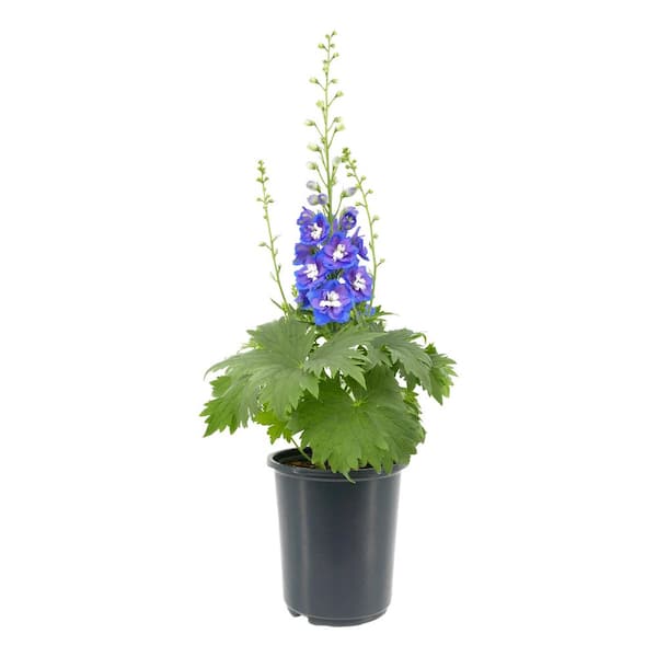 2.5 qt. Delphinium Perennial Plant with Assorted Colored Flowers