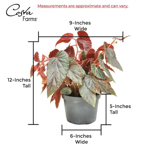 Costa Farms Trending Tropicals Assorted Begonia Plant in 6 in. White  Ceramic Pot .TT - The Home Depot