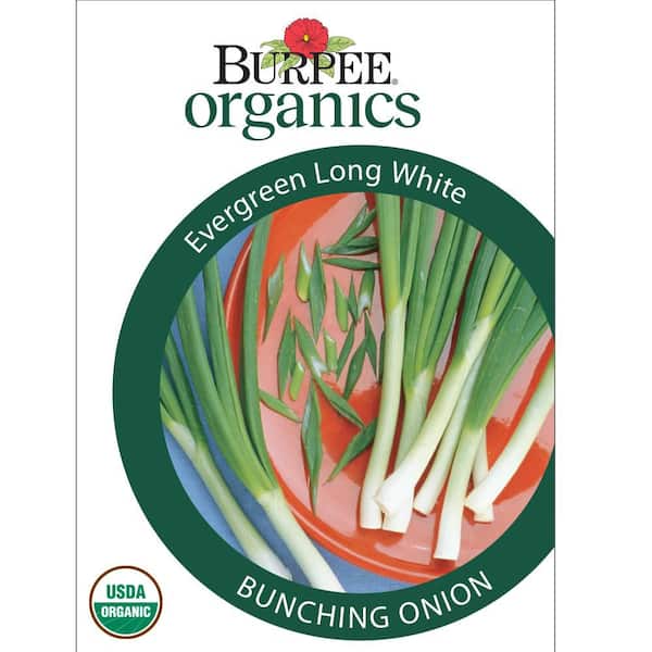 Organic Onion Bunching Evergreen Long White Vegetable Seed