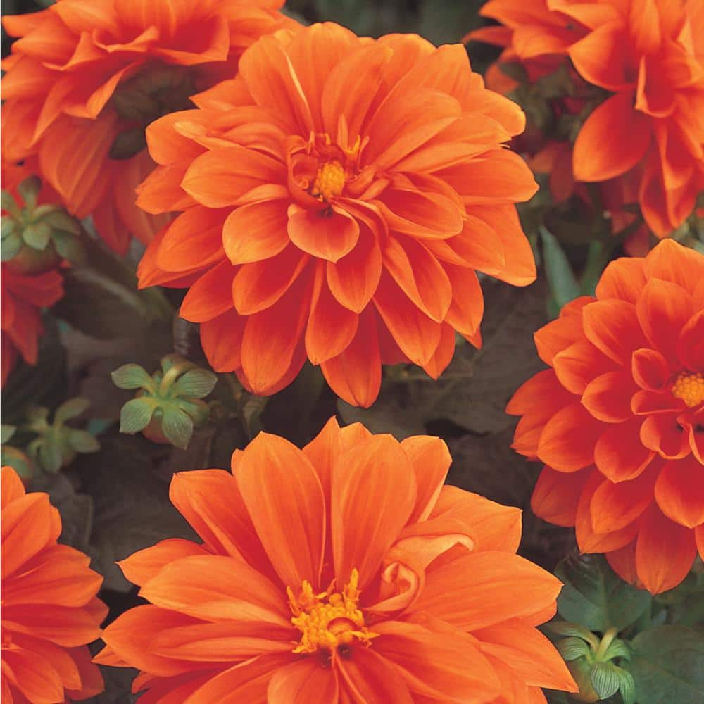 1 Gal Orange Dahlia Plant 9791 The Home Depot 7373