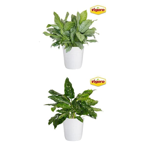 12 in. Vigoro Aglaonema BJ Freeman Plant and Dieffenbachia Bianca Plant in White Decor Pot Combo