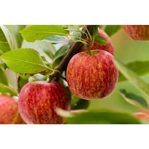 Fuji Apple Low Chill Fruit Tree APPFUG05G - The Home Depot