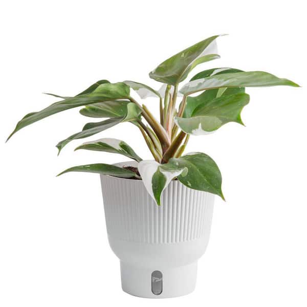 Costa Farms White Knight Philodendron Indoor Plant in 6 in. Self-Watering Planter, Average Shipping Height 1-2 ft. Tall