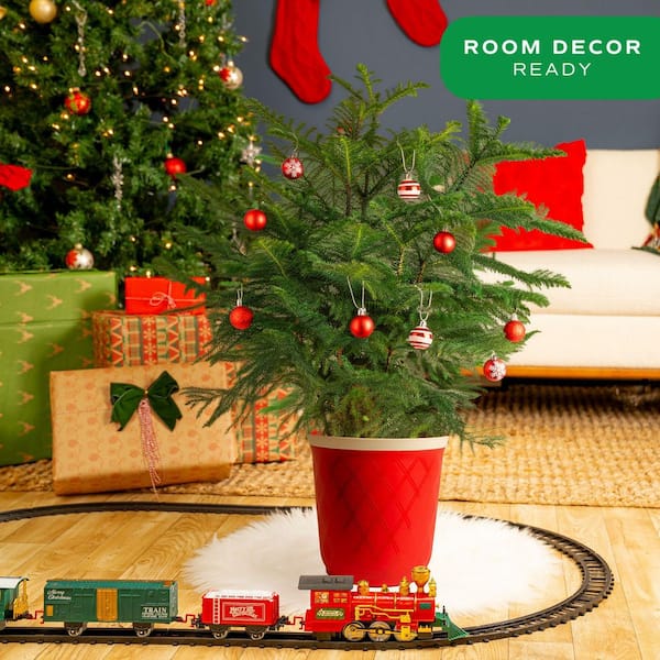 Norfolk Island Pine Indoor Holiday Plant in 10 in. Red Decor Pot, Avg. Shipping Height 3 ft. Tall
