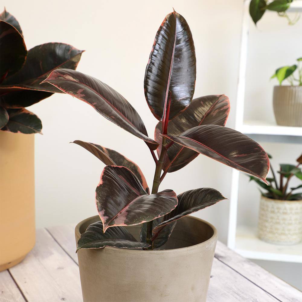 Ruby Ficus Rubber Tree in Black Plastic Planter
