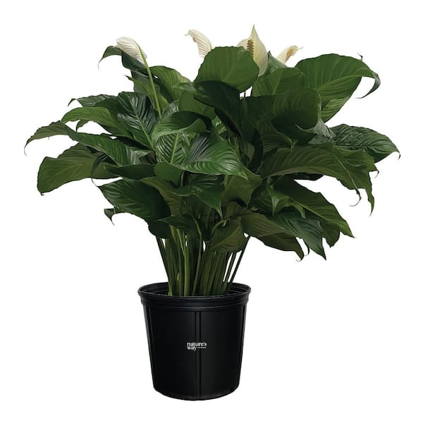 Spathiphyllum Sweet Pablo Live Indoor Plant in Growers Pot Avg Shipping Height 2 ft. to 3 ft. Tall