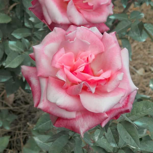 national PLANT NETWORK Bare Root Rose First Prize with Pink