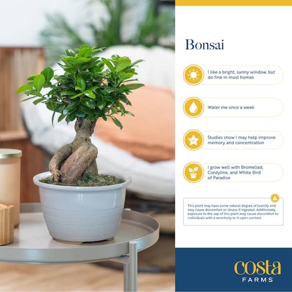 Costa Farms Petite Grower's Choice Ficus Bonsai Indoor Plant in 4.75 in.  Ceramic Pot, Avg. Shipping Height 10 in. Tall CO.BJU02.3.BLU - The Home  Depot