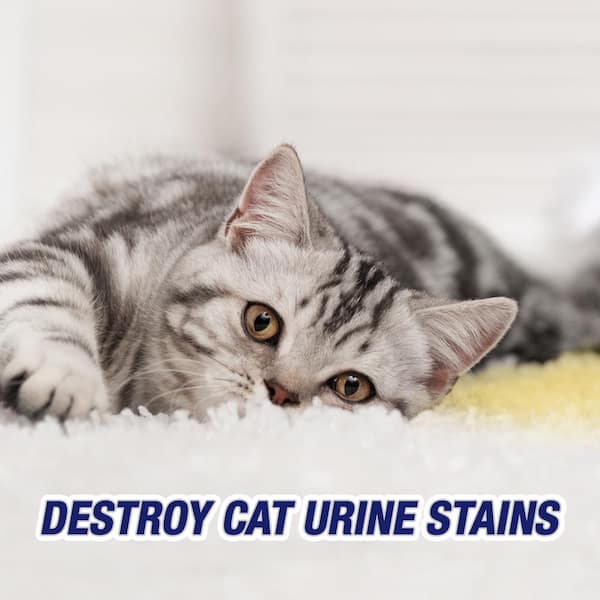 Is Upholstery Cleaner (Resolve) Toxic or Safe for Cats? - The Cat Bandit  Blog