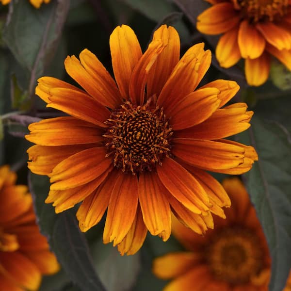 national PLANT NETWORK 3.25 in. Heliopsis Summer Eclipse Sunflower Perennial Plant with Yellow Flowers (3-Pack)