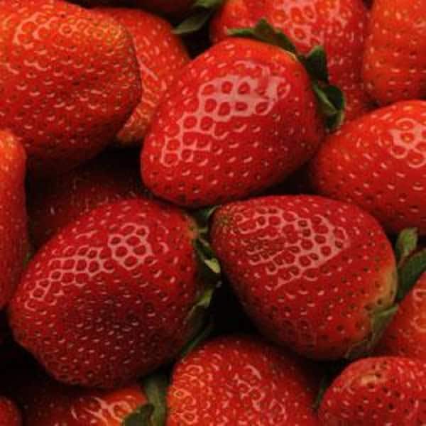 BELL NURSERY 1 Gal. All Star Strawberry (Fragaria) Live Fruiting Plant