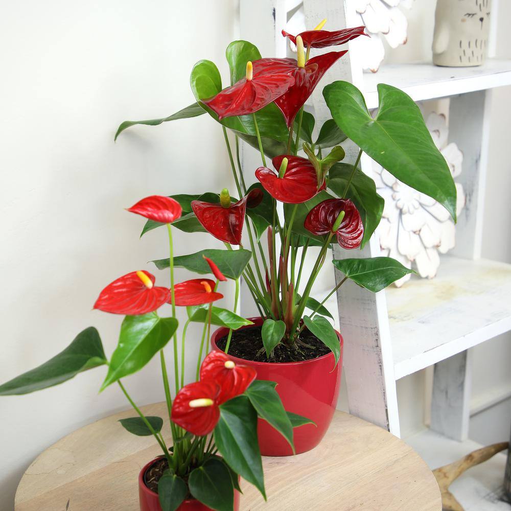 Large Anthurium Red Flamingo Flower in Red Planter