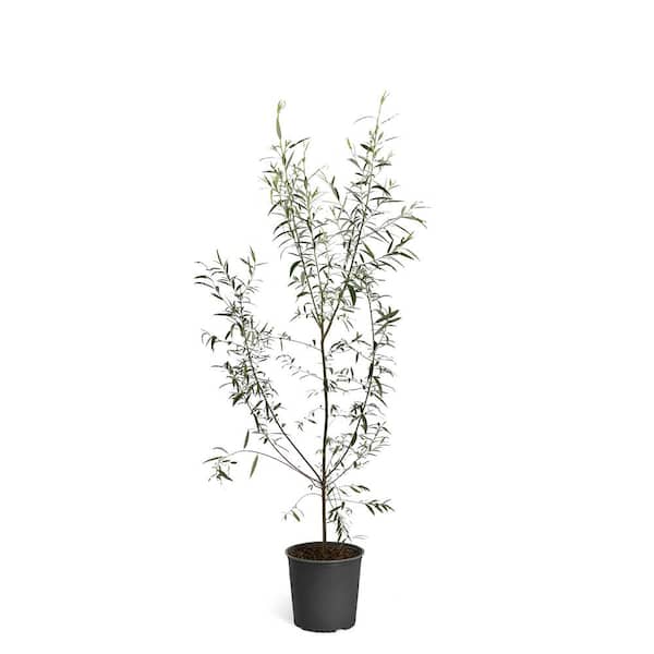 Brighter Blooms 2 Gal. Deciduous Willow Hybrid Trees