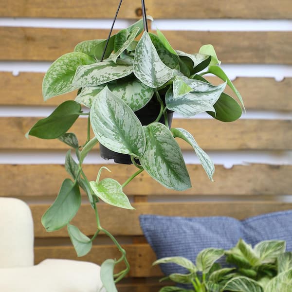 Give Your Trailing Plants an Upward Trajectory with This Plant