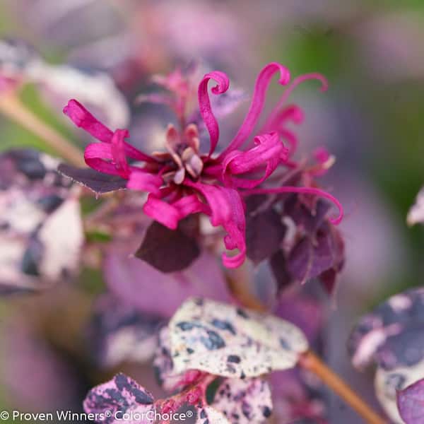 2 Gal. Jazz Hands Variegated Evergreen Loropetalum Shrub