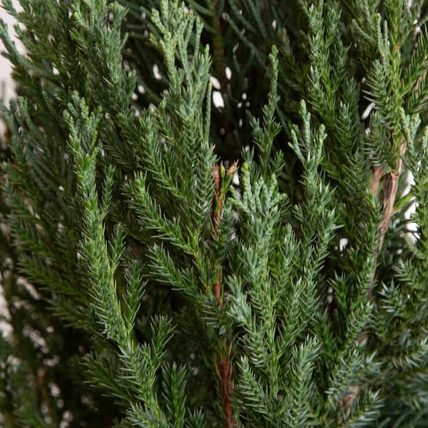 2.5 Gal - Blue Point Juniper - Live Evergreen Shrub/Tree